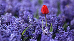 Fond d'cran gratuit de Fleurs - Tulipes numro 65196